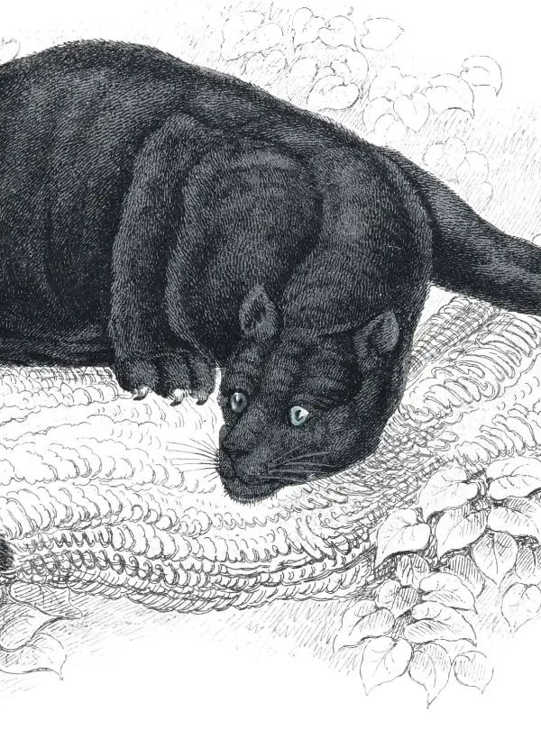 Naturalist plate illustration of the Black Puma