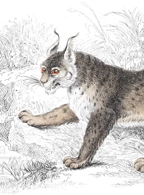 Naturalist plate illustration of the European Lynx