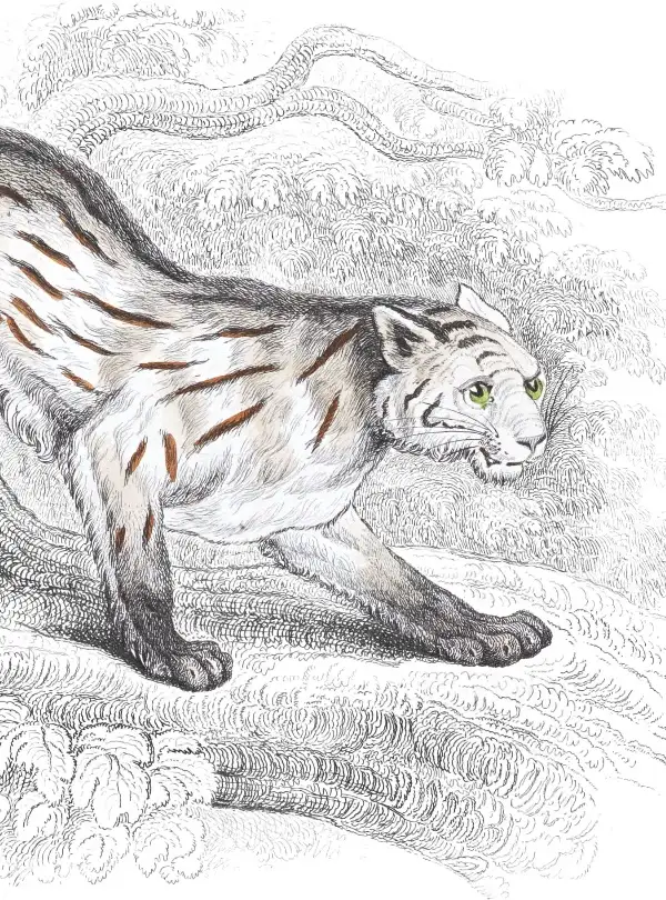 Naturalist plate illustration of the Colocolo