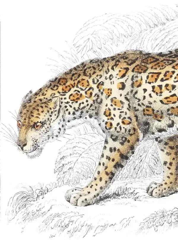 Naturalist plate illustration of the American Panther