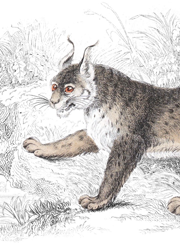 Naturalist plate illustration