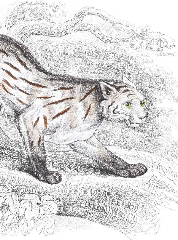 Naturalist plate illustration